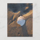 zanddollar op het strand briefkaart (Voorkant)