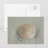 zanddollar op strand foto van gbillips briefkaart (Voorkant / Achterkant)