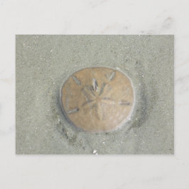 zanddollar op strand foto van gbillips briefkaart