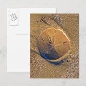 Zanddollar op strand | Hilton Head Island Briefkaart (Voorkant / Achterkant)