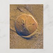 Zanddollar op strand | Hilton Head Island Briefkaart (Voorkant)