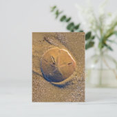 Zanddollar op strand | Hilton Head Island Briefkaart (Staand voorkant)