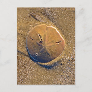 Zanddollar op strand Hilton Head Island Briefkaart