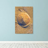 Zanddollar op strand | Hilton Head Island Canvas Afdruk (Insitu (Houten vloer))