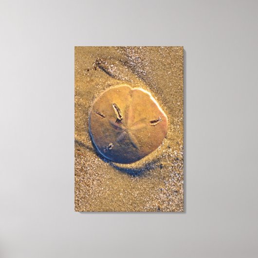 Zanddollar op strand | Hilton Head Island Canvas Afdruk (Voorkant)