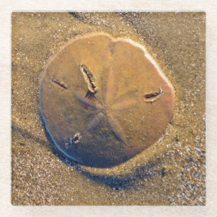 Zanddollar op strand Hilton Head Island Glazen Onderzetter