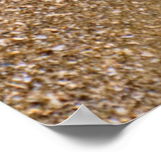 Zanddollar op strand | Hilton Head Island Poster (Hoek)