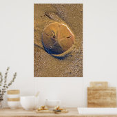 Zanddollar op strand | Hilton Head Island Poster (Keuken)