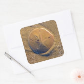 Zanddollar op strand | Hilton Head Island Vierkante Sticker (Envelop)