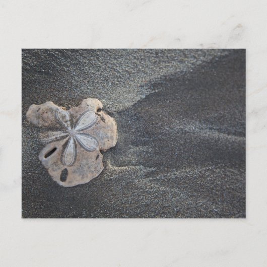 Zanddollar op zand briefkaart (Voorkant)