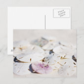 Zanddollars Briefkaart (Voorkant / Achterkant)