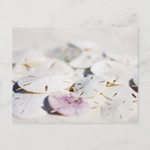 Zanddollars Briefkaart