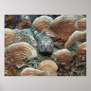 Zandduiker in het koraal poster