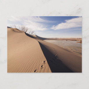 Zandduin-formaties. Bruneau Dunes State Park Briefkaart