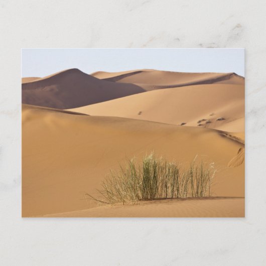 Zandduinen, Saharawoestijn, Marokko Briefkaart (Voorkant)