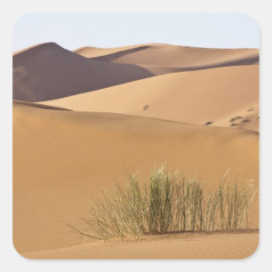 Zandduinen, Saharawoestijn, Marokko Vierkante Sticker