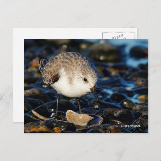 Zanderende Sandpiper Dines op Clam bij Beach Briefkaart (Voorkant / Achterkant)