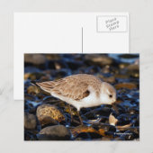 Zanderende Sandpiper Dines op Clam bij Beach Briefkaart (Voorkant / Achterkant)