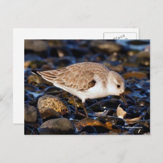 Zanderende Sandpiper Dines op Clam bij Beach Briefkaart (Voorkant / Achterkant)