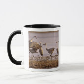 Zandheuvelkraan Grus canadensis) Platte Mok (Links)