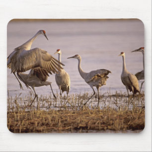 Zandheuvelkraan Grus canadensis) Platte Muismat