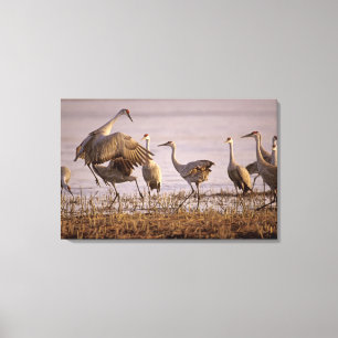 Zandheuvelkraanvogels Grus canadensis) Platte Canvas Afdruk