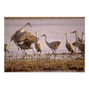 Zandheuvelkraanvogels Grus canadensis) Platte Foto Afdruk