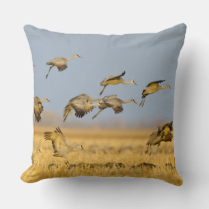 Zandheuvelkraanvogels landen in maïsvelden kussen