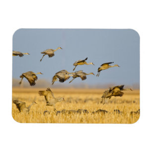Zandheuvelkraanvogels landen in maïsvelden magneet