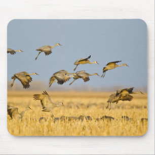 Zandheuvelkraanvogels landen in maïsvelden muismat