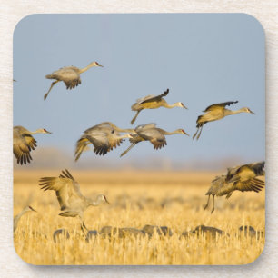 Zandheuvelkraanvogels landen in maïsvelden onderzetter