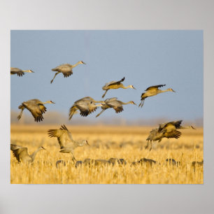 Zandheuvelkraanvogels landen in maïsvelden poster