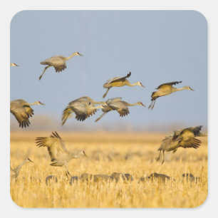 Zandheuvelkraanvogels landen in maïsvelden vierkante sticker
