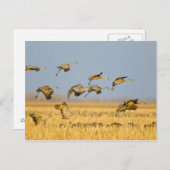 Zandheuvelkranen op maïsvelden briefkaart (Voorkant / Achterkant)