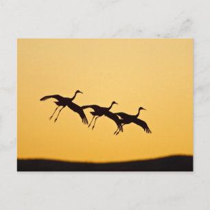 Zandkraanvogel landt bij zonsondergang briefkaart