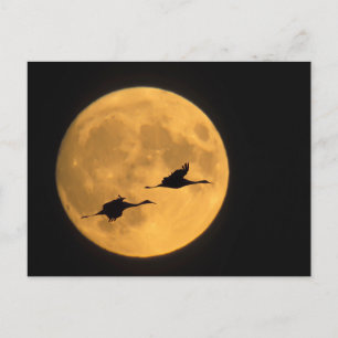 Zandkraanvogels   Nationaal Reservaat voor Wilde D Briefkaart