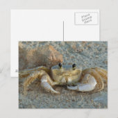 Zandkrab Briefkaart (Voorkant / Achterkant)