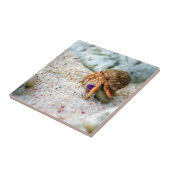 Zandkrab, Curaçao, Caraïbische eilanden, Foto Tegeltje (Zijkant)