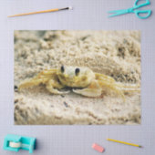 Zandkrab, Curaçao, Caraïbische eilanden, Foto Tissuepapier (Craft)