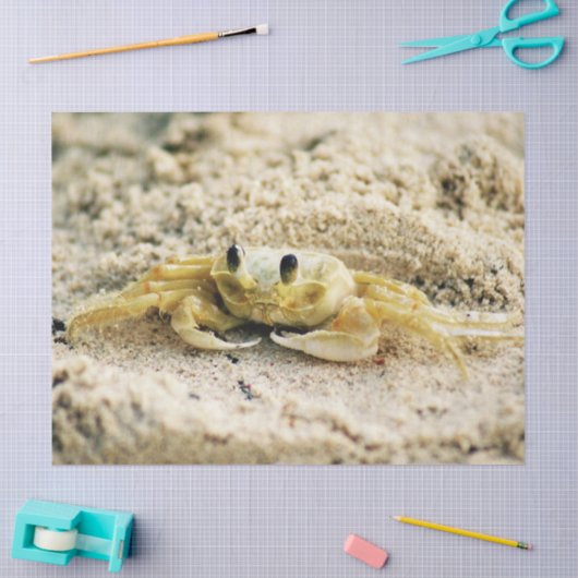 Zandkrab, Curaçao, Caraïbische eilanden, Foto Tissuepapier (Craft)