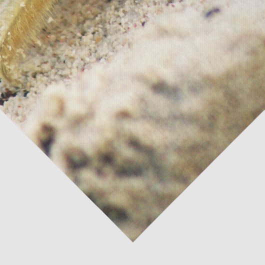 Zandkrab, Curaçao, Caraïbische eilanden, Foto Tissuepapier (Detail)