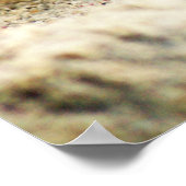 Zandkrab, Curaçao, Caribische eilanden, 24x18 Foto Poster (Hoek)