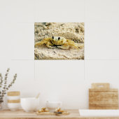 Zandkrab, Curaçao, Caribische eilanden, 24x18 Foto Poster (Keuken)