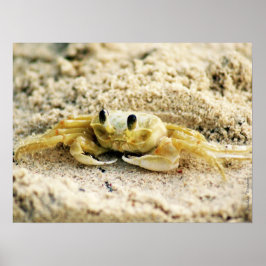 Zandkrab, Curaçao, Caribische eilanden, 24x18 Foto Poster