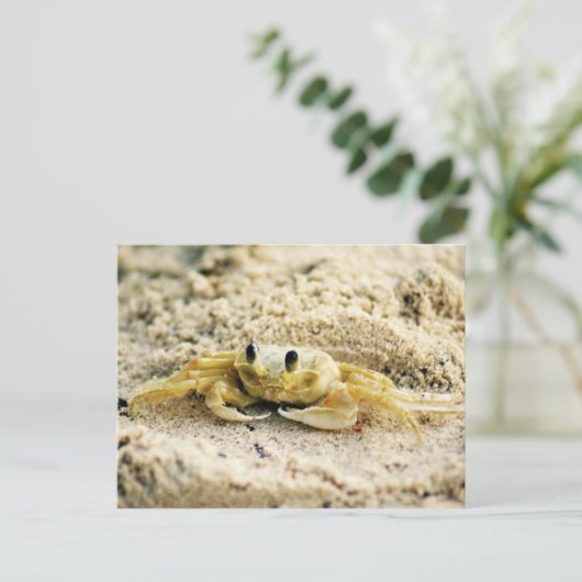 Zandkrab, Curaçao, Caribische eilanden, Foto Briefkaart (Staand voorkant)