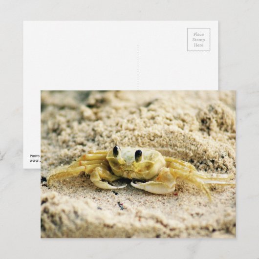 Zandkrab, Curaçao, Caribische eilanden, Foto Briefkaart (Voorkant / Achterkant)