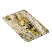 Zandkrab, Curaçao, Caribische eilanden, Foto Magneet (Rechterzijde)