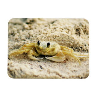 Zandkrab, Curaçao, Caribische eilanden, Foto Magneet