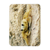 Zandkrab, Curaçao, Caribische eilanden, Foto Magneet (Verticaal)