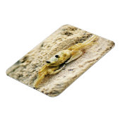 Zandkrab, Curaçao, Caribische eilanden, Foto Magneet (Linkerzijde)